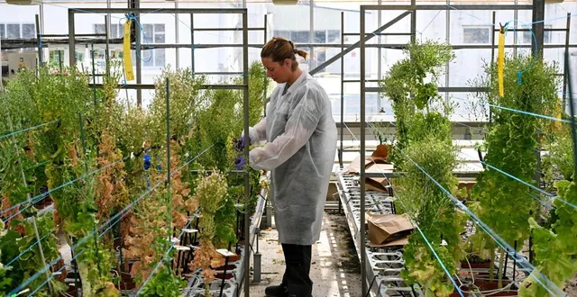 photo  la ménitré, juin 2025. l’entreprise vilmorin-mikado, spécialisée dans la création, la production et la commercialisation des semences potagères pour les professionnels, modernise son siège social.  &copy;  archives co - josselin clair 