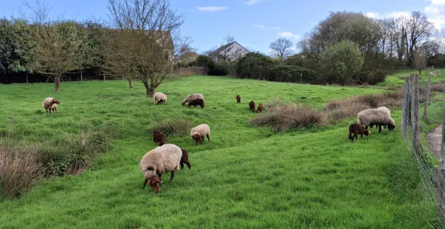 photo  c’est un régal pour les riverains de l’allée denis-papin qui peuvent admirer le retour des moutons solognots dans les espaces verts.  &copy;  ouest-france 