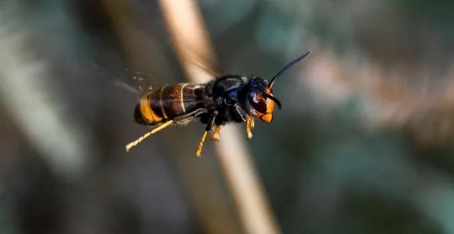 photo  au printemps, on peut installer les pièges de frelons asiatiques.  &copy;  archives le courrier de l’ouest - laurent combet 
