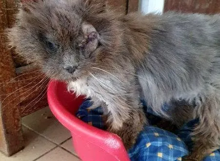 photo  promesse est lourdement handicapée.  &copy;  spaa dangers 