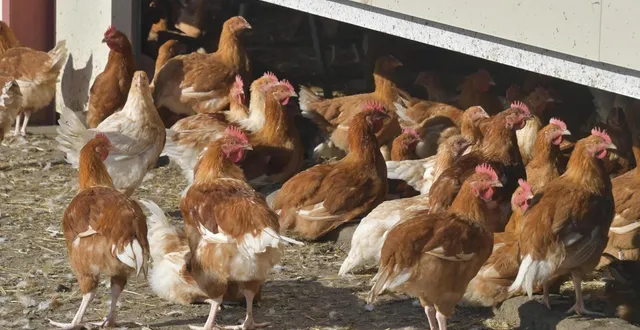 photo  la préfecture de l’eure appelle à la plus grande vigilance, après qu’un cas de grippe aviaire a été détecté dans une exploitation normande. photo d’illustration.  &copy;  archives jérôme fouquet, ouest-france 