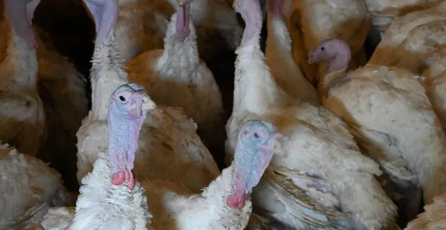 photo  un élevage de dinde dans l’eure a été contrôlé comme un foyer de grippe aviaire.  &copy;  archives franck dubray / ouest-france 
