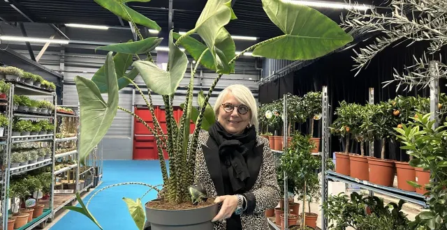 photo  mandy pecheur, vendeuse de plantes passion, au salon de la maison du mans, présente une alocasia, une plante verte très à la mode.  &copy;  ouest-france 