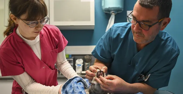 photo  selon le docteur brice heeribout, un chat ne mord pas sans raison : souvent, le stress est à l’origine de son agressivité.  &copy;  le maine libre - denis lambert 