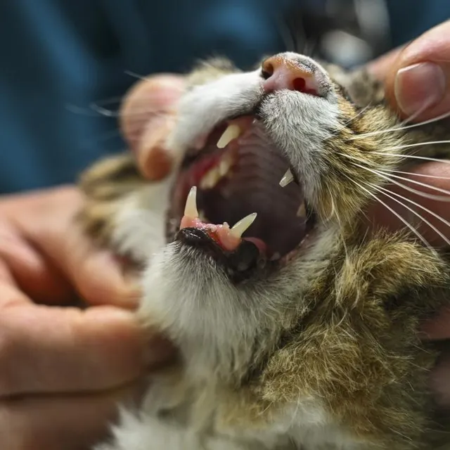 Les petits crocs acérés d’un chat devenu agressif peuvent faire du dégât, notamment lorsque la morsure se situe sur les mains. Le Maine Libre - Denis Lambert photo les petits crocs acérés d’un chat devenu agressif peuvent faire du dégât, notamment lorsque la morsure se situe sur les mains. © le maine libre - denis lambert