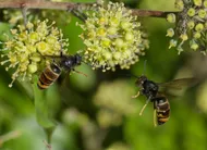 photo  les communes appellent à la vigilance des citoyens contre les frelon asiatique. 