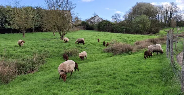 photo  les moutons près de l’allée denis-papin.  &copy;  co 