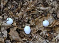 photo  les parcelles de chasse seront réservées aux enfants de 2 à 6 ans. 