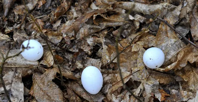 photo  les parcelles de chasse seront réservées aux enfants de 2 à 6 ans.  &copy;  archives le maine libre - denis lambert 