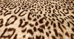 Info insolite face au succès rencontré par ses moquettes laissées sur le trottoir, un hôtel de toulouse (haute-garonne) va lancer un « vide-moquettes » du 4 au 6 avril 2026. photo d’illustration.