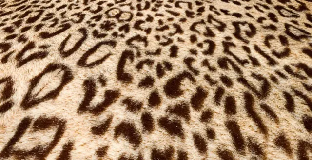 photo  face au succès rencontré par ses moquettes laissées sur le trottoir, un hôtel de toulouse (haute-garonne) va lancer un « vide-moquettes » du 4 au 6 avril 2026. photo d’illustration.  &copy;  placidplace / pixabay 