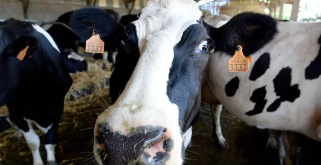 photo  la prophylaxie (qui se termine fin mai) a été réalisée dans 60 % des élevages de l’orne.  &copy;  archives marc ollivier 