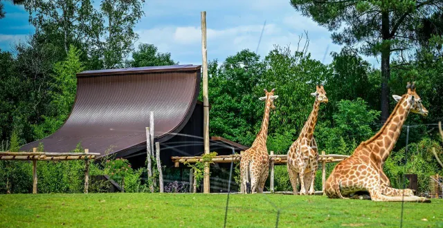 photo  les deux naissances ont eu lieu sur la plaine africaine.  &copy;  photo d’illustration - archives le maine libre - yvon loué 