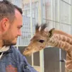 photo  le zoo de la flèche (sarthe) vient d’annoncer la naissance de deux girafons sur le parc, ce mardi 17 mars 2026. 