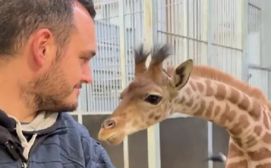photo  le zoo de la flèche (sarthe) vient d’annoncer la naissance de deux girafons sur le parc, ce mardi 17 mars 2026.  &copy;  zoo de la flèche 