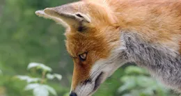 Info insolite  le renard mâle, dont l’âge est estimé à environ deux ans, a été provisoirement confié à un zoo du quartier du bronx, à new york. 