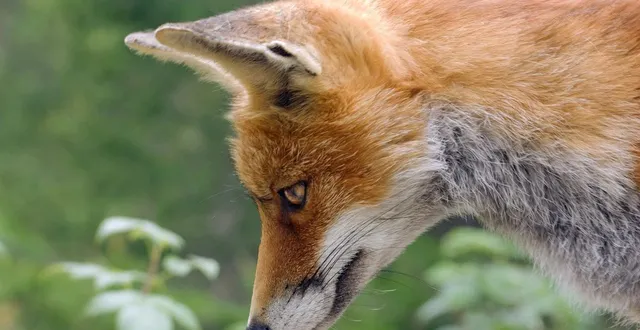 photo  le renard mâle, dont l’âge est estimé à environ deux ans, a été provisoirement confié à un zoo du quartier du bronx, à new york.  &copy;  photo d’illustration : pixabay 