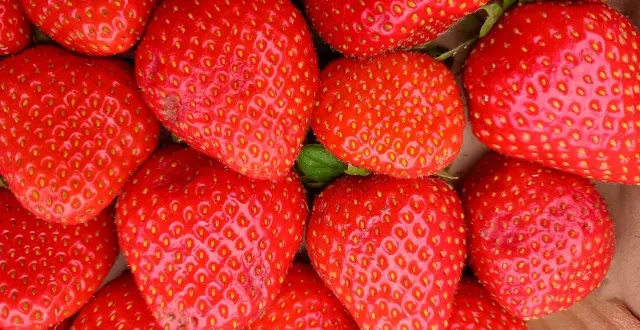 photo  des fraises en mars, bien avant le début de la saison, qui débutera en avril.  &copy;  archive co 
