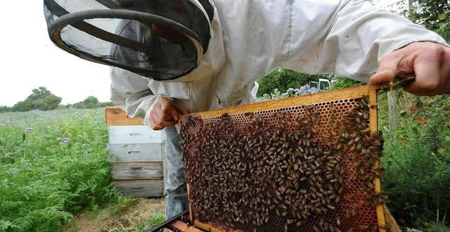 photo  aurélie gazengel a débuté l’apiculture en 2021, en presque six ans elle a réussi à passer de six ruches à 200 ruches.  &copy;  archives ouest-france 
