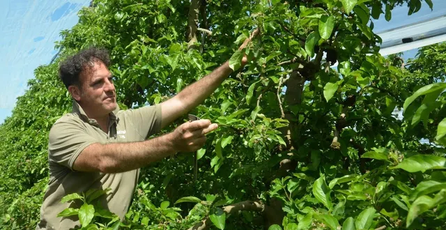 photo  cogérant de bocapom et des vergers des vieilles touches, yohann lethoueil et ses équipes seront sur le qui-vive jusqu’à fin avril face au risque de coup de gel.  &copy;  archives co-fabien gouault 
