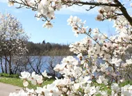 photo  les magnolias du parc de la beaujoire, à nantes, fleurissent de manière spectaculaire au printemps. 