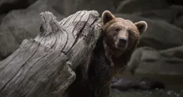 Info insolite  des skieurs ont filmé lundi 16 mars trois ours en train de se déplacer à toute allure sur les sommets de la station catalane de tavascan, dans les pyrénées espagnoles. photo d’illustration. 
