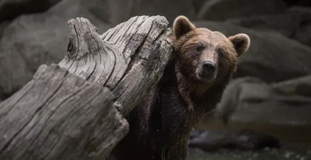 photo  des skieurs ont filmé lundi 16 mars trois ours en train de se déplacer à toute allure sur les sommets de la station catalane de tavascan, dans les pyrénées espagnoles. photo d’illustration.  &copy;  quentin top / hans lucas via afp 
