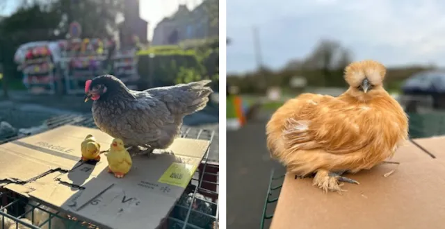 photo la marre o volailles : vente de volailles vivantes et poules d'ornement &copy; la marre o volailles
