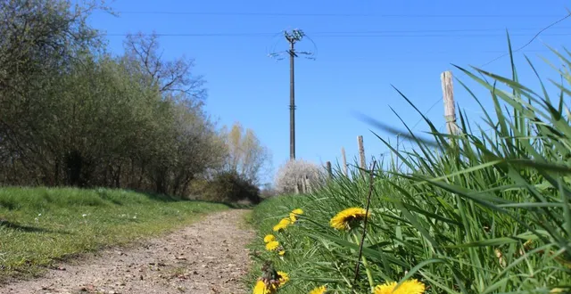 photo  des balades pour identifier les plantes qui nous entourent.  &copy;  le maine libre 