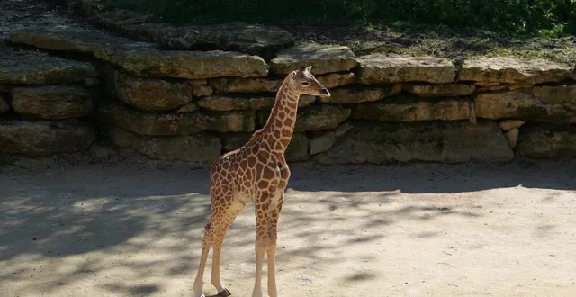 photo  doué-en-anjou, lundi 16 mars 2026. eze a déjà pris ses aises dans le camp des girafes.  &copy;  photo - bioparc 