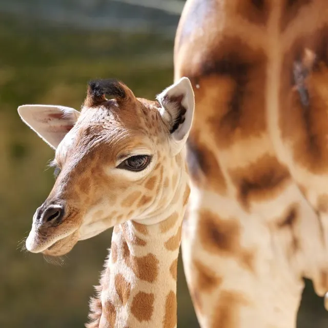 photo pour ses premiers jours de vie, eze profite du soleil douessin.  ©  photo - bioparc