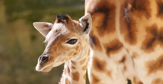 photo  le girafon eze est né dans la nuit du 14 au 15 mars 2026 au bioparc de doué-en-anjou (maine-et-loire).  &copy;  bioparc 