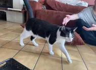 photo  yoko, un jeune chat de 10 mois, a été retrouvé enterré vivant dans le jardin du voisin de ses propriétaires, à dollon, en sarthe. 