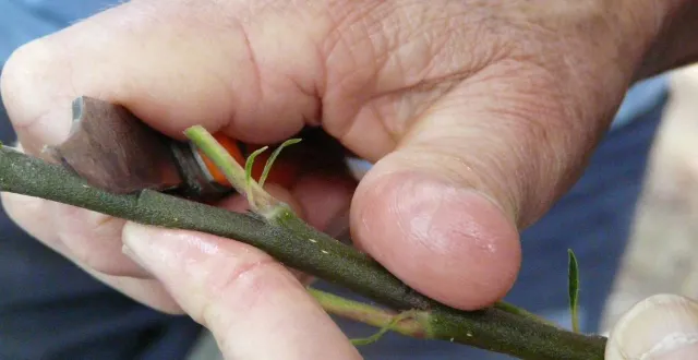 photo  le prélèvement du futur greffon est un art. il ne faut pas l’abîmer.  &copy;  archives co 