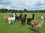 photo  la maire sortante de la remaudière reproche à son ancien d’adjoint, et désormais élu maire d’avoir vendu des bébés alpagas suris sans avertir la municipalité et sans déclarer les recettes de ventes de ces animaux de « race rare ». 