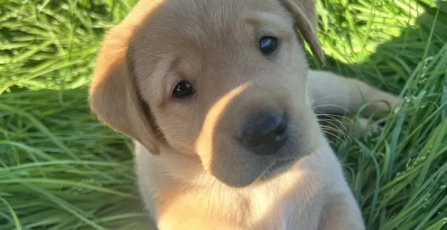 photo  blue, balto et belem sont en effet des futurs chiens guides d’aveugles de l’association des chiens guides d’aveugles de l’ouest.  &copy;  chiens guides d’aveugles de l’ouest 
