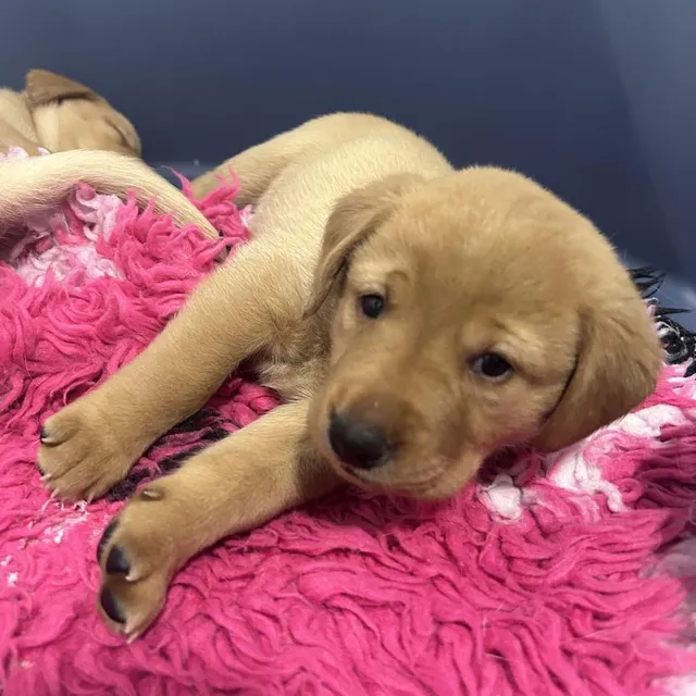 photo blue, balto et belem sont en effet des futurs chiens guides d’aveugles de l’association des chiens guides d’aveugles de l’ouest.  ©  chiens guides d’aveugles de l’ouest