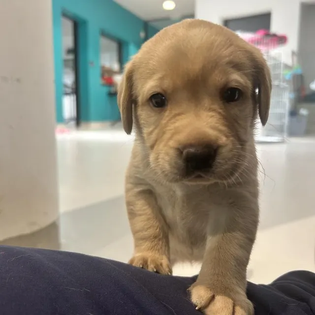 photo blue, balto et belem sont en effet des futurs chiens guides d’aveugles de l’association des chiens guides d’aveugles de l’ouest.  ©  chiens guides d’aveugles de l’ouest