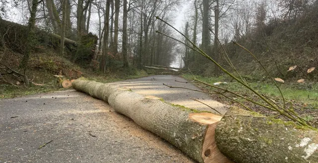 photo  le problème des arbres, ici lors de la coupe, était récurrent depuis une demi-douzaine d’années sur la route des étangs de semilly.  &copy;  ouest-france 