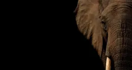 Info insolite  l’éléphant a passé plus de six heures coincé au fond d’un puits de neuf mètres. 