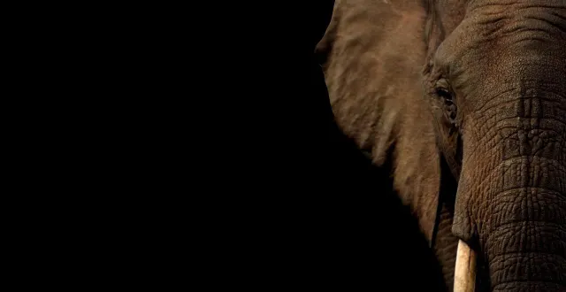 photo  l’éléphant a passé plus de six heures coincé au fond d’un puits de neuf mètres.  &copy;  photo d’illustration : pixabay 