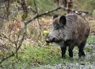 photo  les sangliers causent de plus en plus de dégâts dans les cultures ornaises, selon la coordination rurale. 