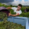 photo de nombreux domaines du maine-et-loire produisent à la fois des vins en aoc et des vins en igp. et même des vins en vins de france.