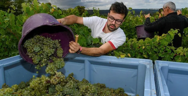 photo  de nombreux domaines du maine-et-loire produisent à la fois des vins en aoc et des vins en igp. et même des vins en vins de france.  &copy;  illustration co - laurent combet 