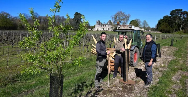 photo  blaison-saint-sulpice, le 18 mars 2026. accompagnés de christian clavier (au centre), léandre (à gauche) et xavier cailleau ont procédé à une plantation de 828 arbres sur le domaine de bois-brinçon.  &copy;  co - laurent combet 