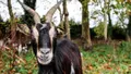 photo  « d’un coup de tête puissant, la chèvre força un trou dans la haie et se mit à suivre mon mari avec constance sur le chemin. » ici, une chèvre dans une exploitation en normandie. photo d’illustration. 