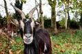 photo  « d’un coup de tête puissant, la chèvre força un trou dans la haie et se mit à suivre mon mari avec constance sur le chemin. » ici, une chèvre dans une exploitation en normandie. photo d’illustration. 