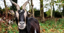 Info insolite  « d’un coup de tête puissant, la chèvre força un trou dans la haie et se mit à suivre mon mari avec constance sur le chemin. » ici, une chèvre dans une exploitation en normandie. photo d’illustration. 