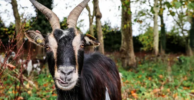 photo  « d’un coup de tête puissant, la chèvre força un trou dans la haie et se mit à suivre mon mari avec constance sur le chemin. » ici, une chèvre dans une exploitation en normandie. photo d’illustration.  &copy;  charles bury / ouest-france 