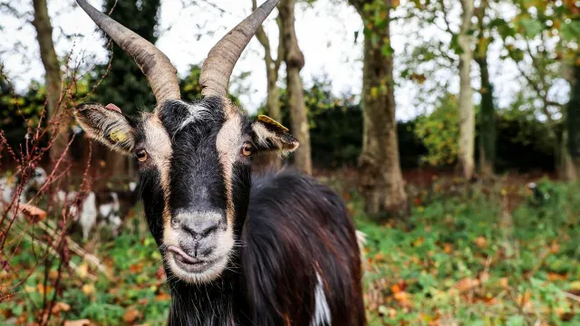 photo info « Lors d’une randonnéeune chèvre s’est prise d’affection pour mon mari… et l’a suivi jusqu’en ville ! » 